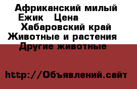Африканский милый Ежик › Цена ­ 3 000 - Хабаровский край Животные и растения » Другие животные   